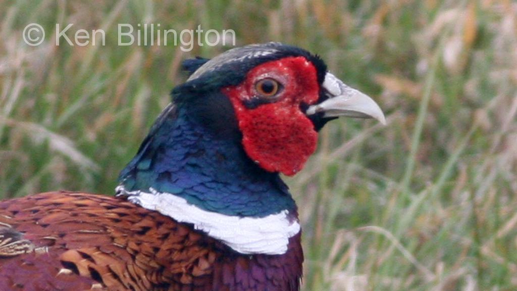 Pheasant (Phasianus colchicus)