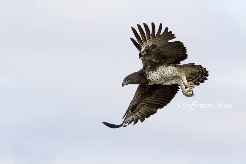 Martial eagle by Jefferson Silva