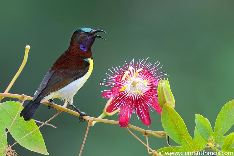 Purple-rumped Sunbird by Clement Francis