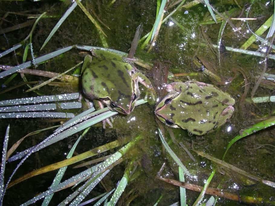 Spring Fling (Pseudacris regilla)