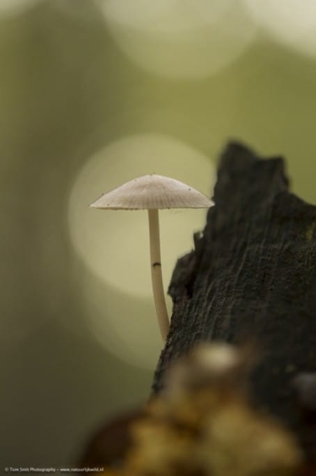 Fungus in Light