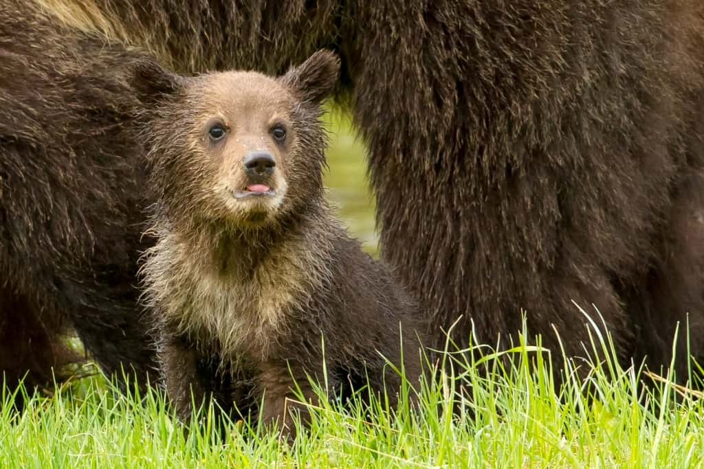 A Grizzly cub in Yellowstone