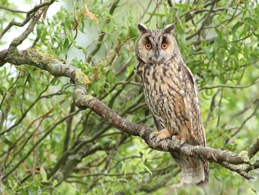 Long-eared Owl (Asio otus) by Rob Belterman