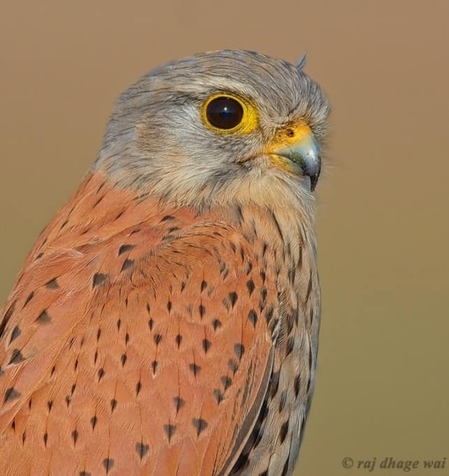 Common Kestrel Male Focusing On Wildlife