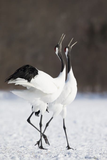 Red-crowned Crane Calling