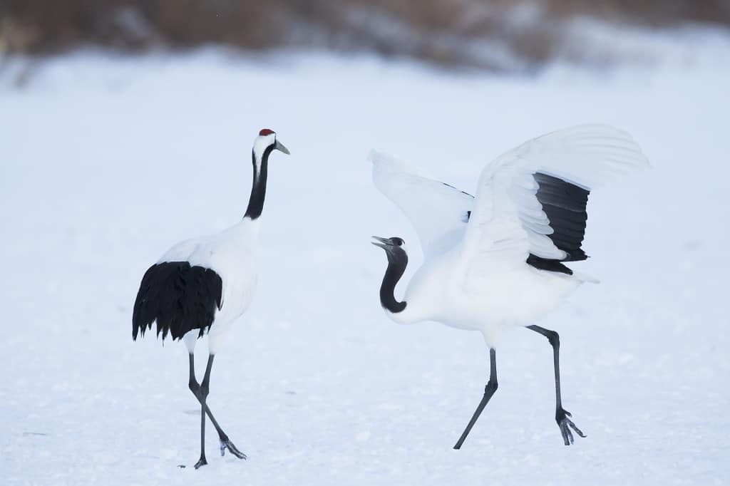 Red-crowned Crane Dancing