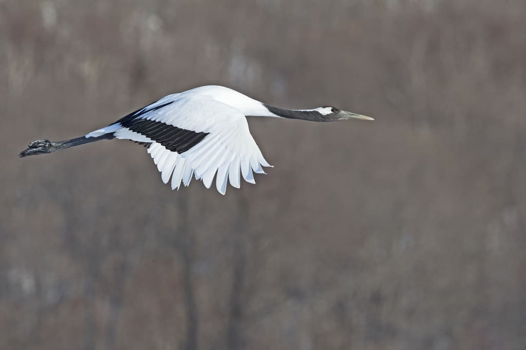 Red-crowned Crane in Flight
