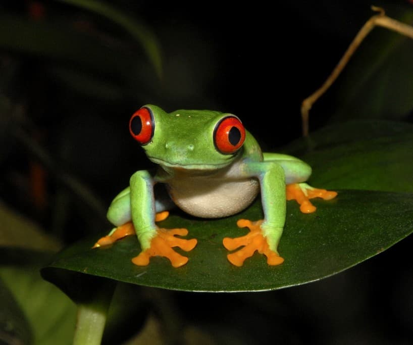 Red-eyed Tree Frog by Lew Scharpf