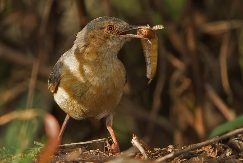 Red-faced Crombed with Prey
