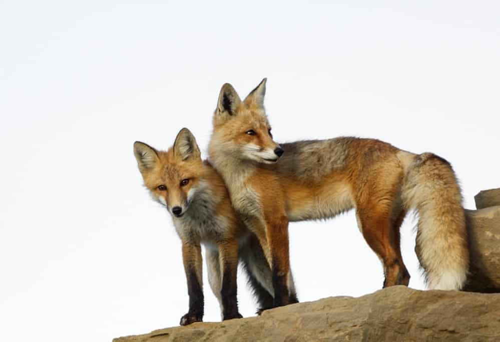 Red Fox by Walter Nussbaumer