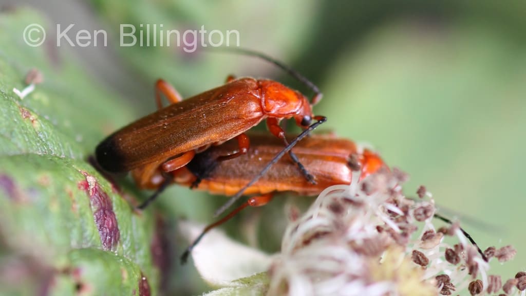 Red-Soldier-Beetle