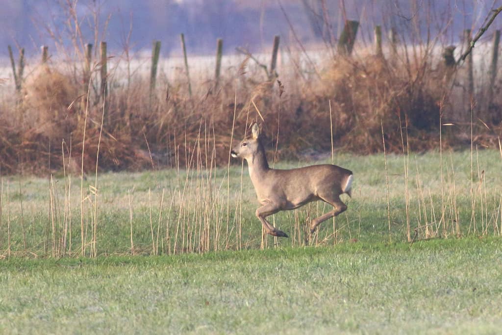 Roe Deer on the Rhine Delta (01)