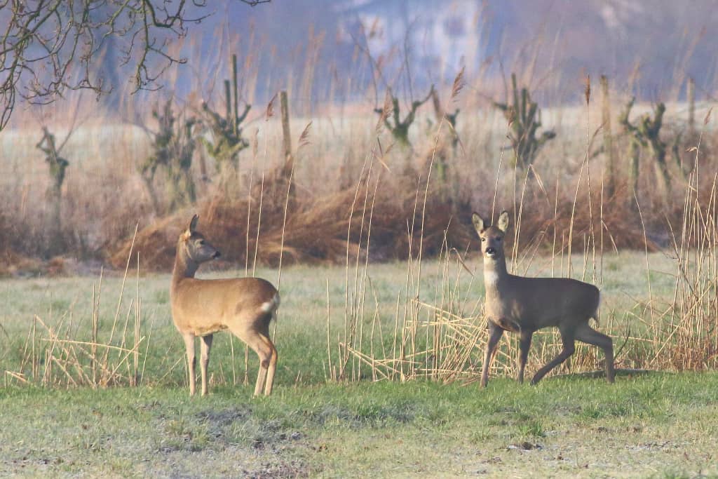 Roe Deer on the Rhine Delta (03)