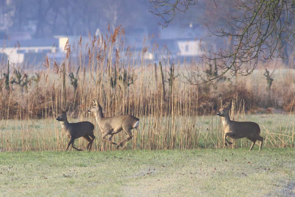 Roe Deer on the Rhine Delta (04)