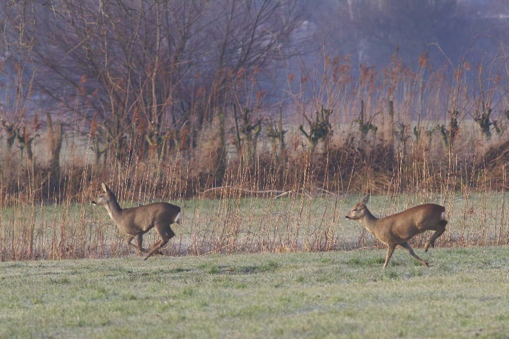 Roe Deer on the Rhine Delta (05)