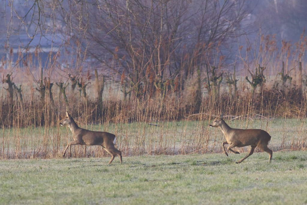 Roe Deer on the Rhine Delta (06)