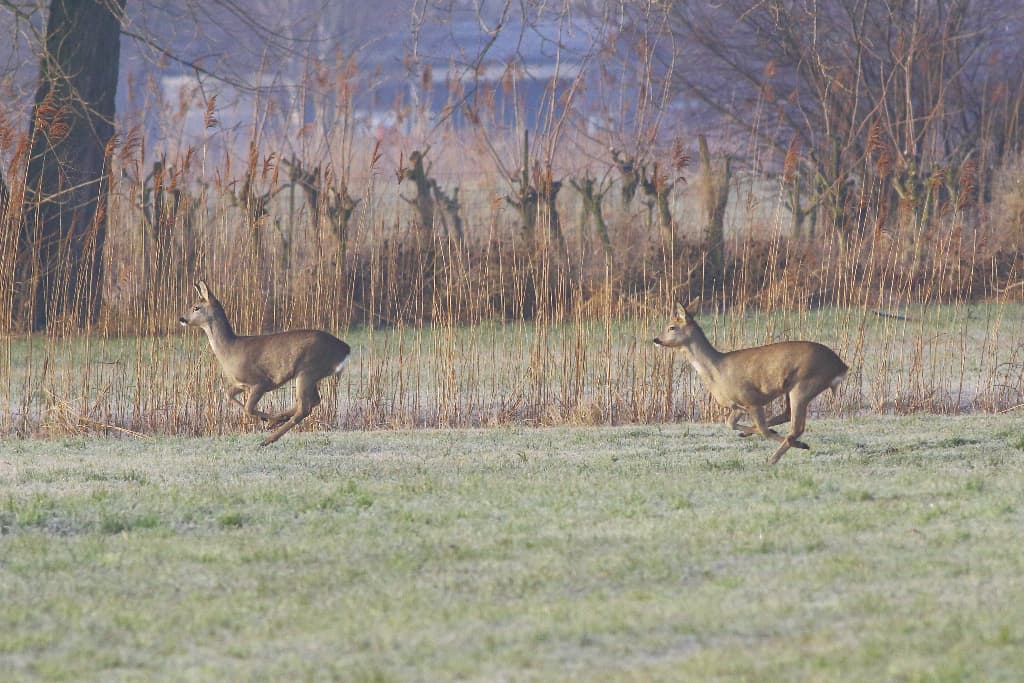 Roe Deer on the Rhine Delta (08)