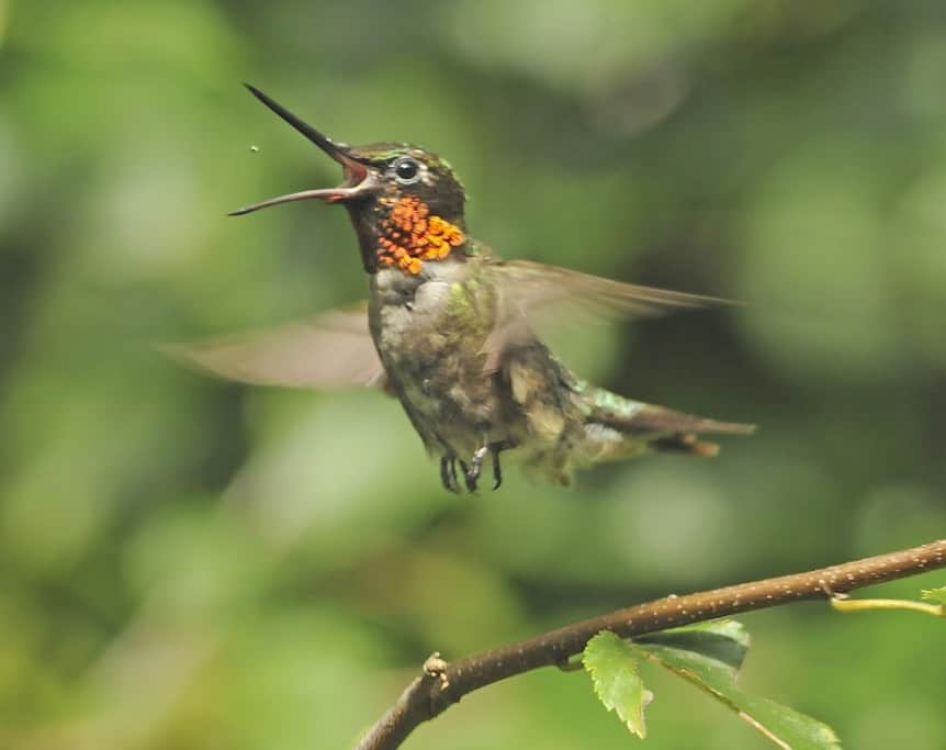Ruby-throated Hummingbird Devouring an Insect on the Fly