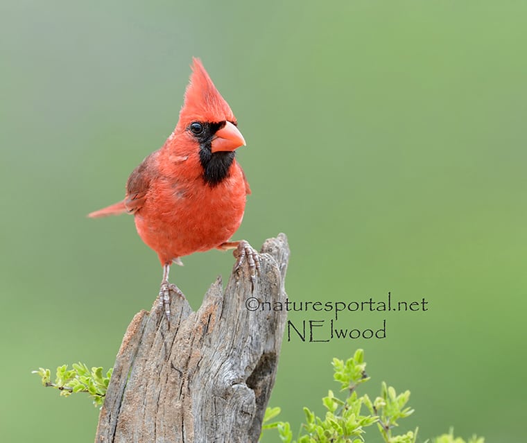 Male Northern Cardinal by  Nancy Elwood