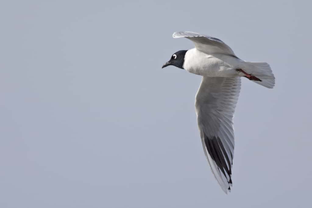 Saunders’s Gull (breeding) in Flight