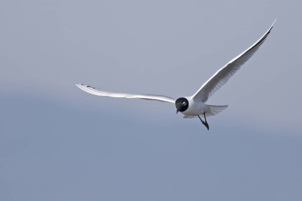 Saunders’s Gull (breeding) in Flight