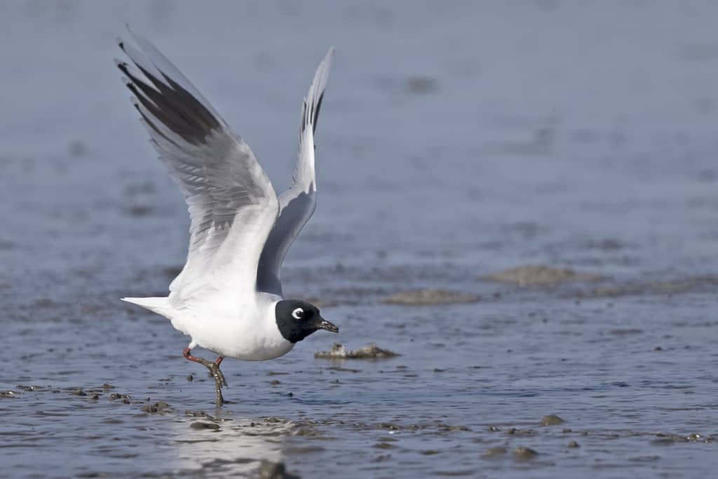 Saunders’s Gull (breeding) taking Flight