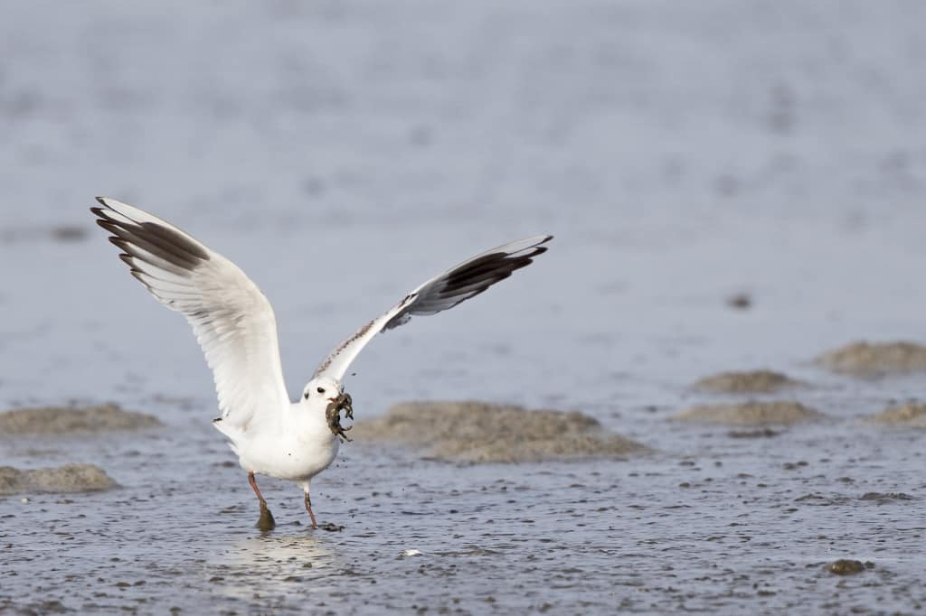 Saunders’s Gull (non-breeding) with Crab