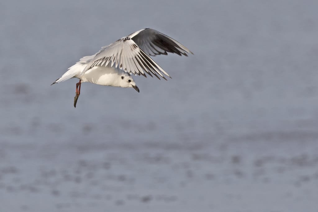 Saunders’s Gull (non-breeding) in Flight