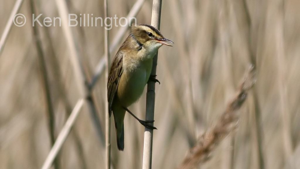 Sedge Warbler (Acrocephalus schoenobaenus)