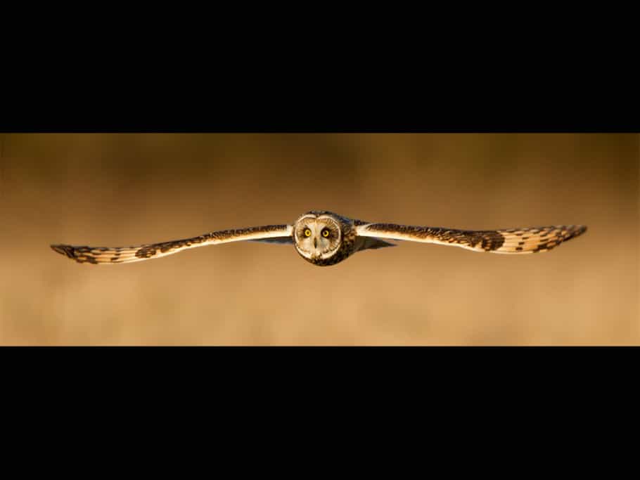 Target Locked – Short-eared Owl