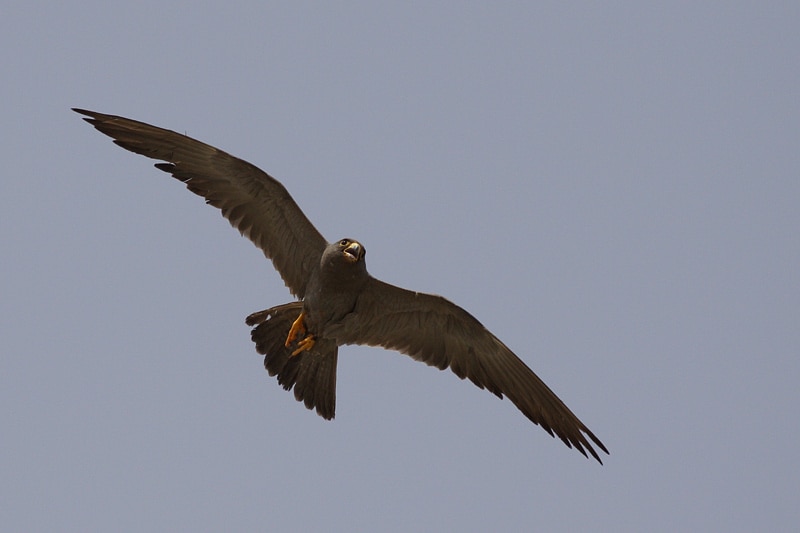 Sooty Falcon (Falco concolor)