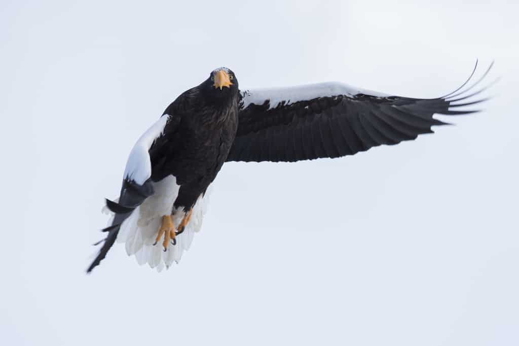 Steller’s Sea Eagle (Haliaeetus pelagicus) in Flight