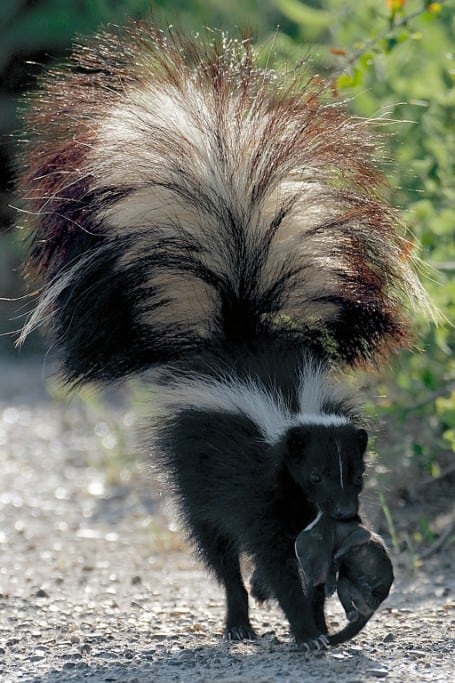 Striped Skunk and Kitten