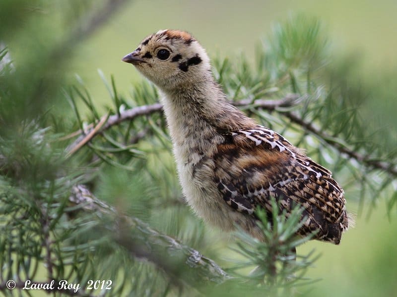 I wear the future in me – Spruce Grouse