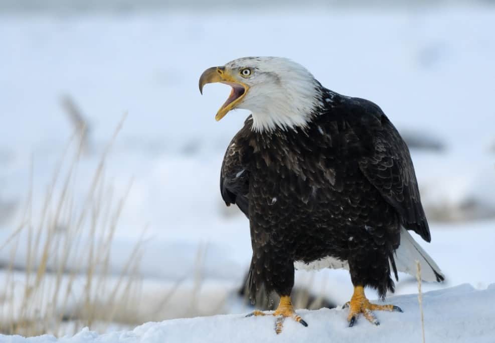 ‘Bald Eagle on the snowy beach of Kachemak Bay’ by Harry Eggens
