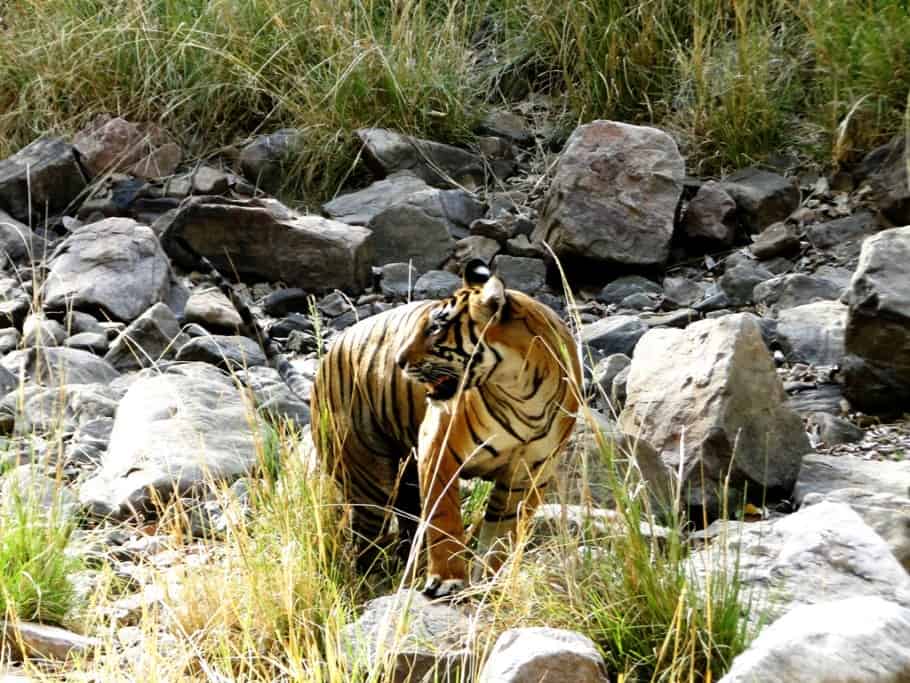 Tigress In Ranthambore by Sonal Malhotra