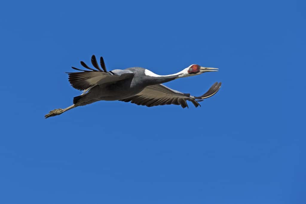 White-naped Crane in Flight