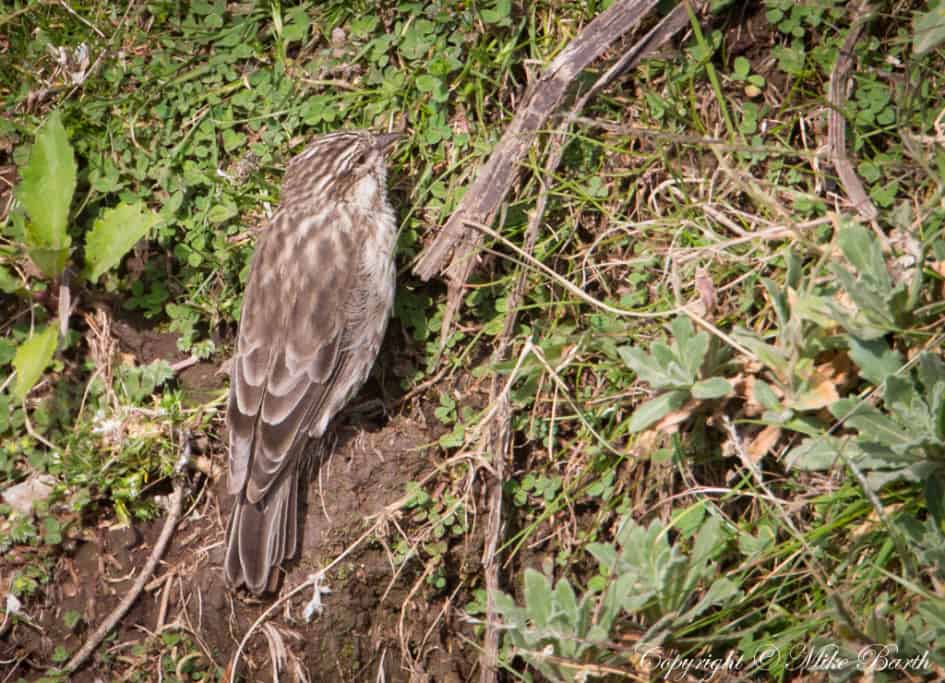 Ankober Serin Serinus ankoberensis