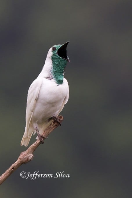 Bare-throated Bellbird Procnias nudicollis