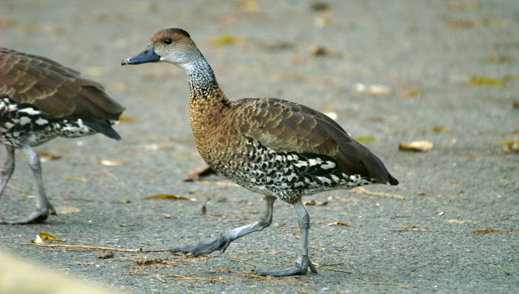 West Indian Whistling-duck Dendrocygna arborea