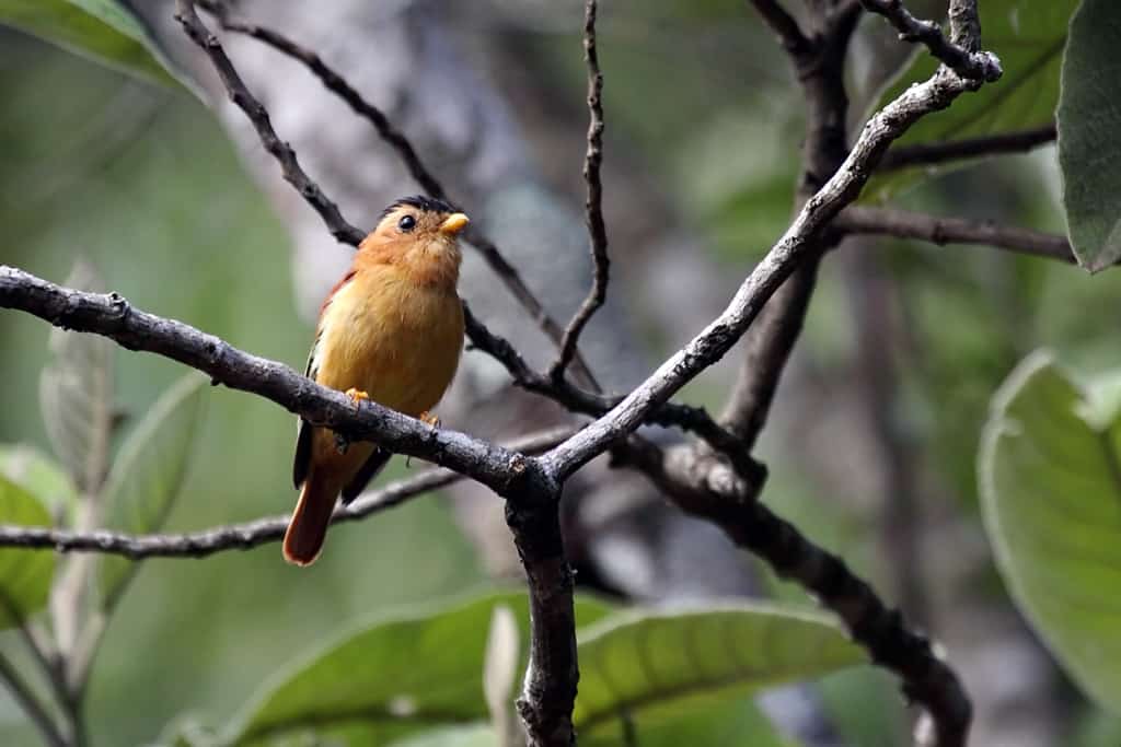Black-capped Piprites Piprites pileata