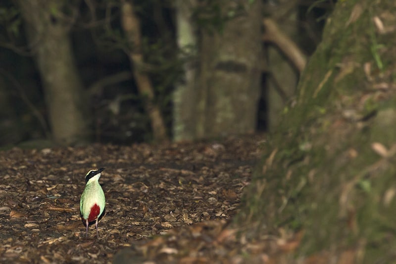 Fairy Pitta Pitta nympha