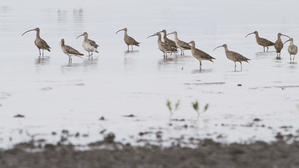 Far Eastern Curlew Numenius madagascariensis