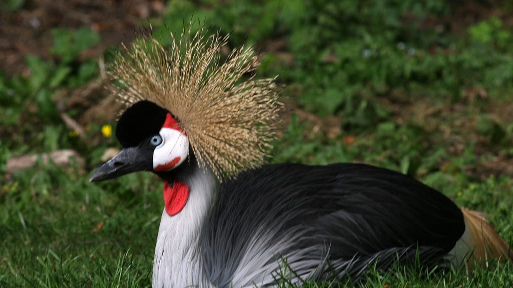 Grey Crowned-crane Balearica regulorum