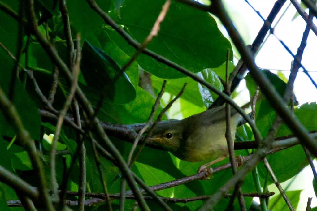 Ijima’s Leaf-warbler Phylloscopus ijimae