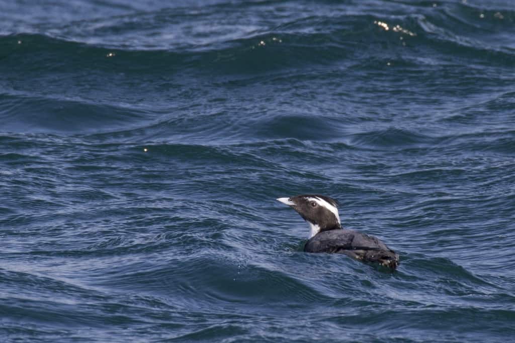 Japanese Murrelet Synthliboramphus wumizusume