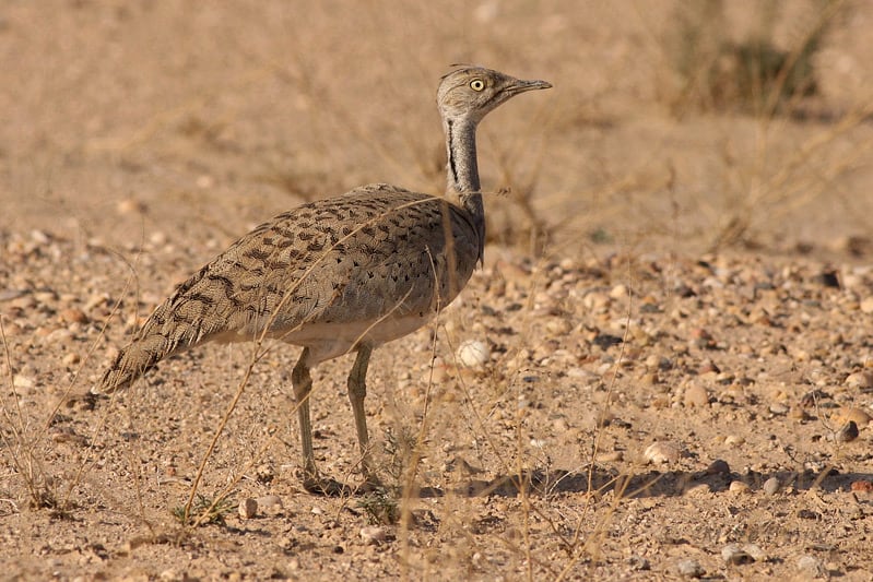 Macqueen’s Bustard Chlamydotis macqueenii | Focusing on Wildlife