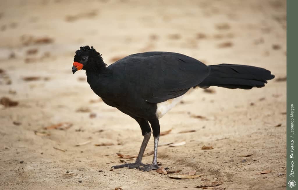 Red-billed Curassow, Crax blumenbachii