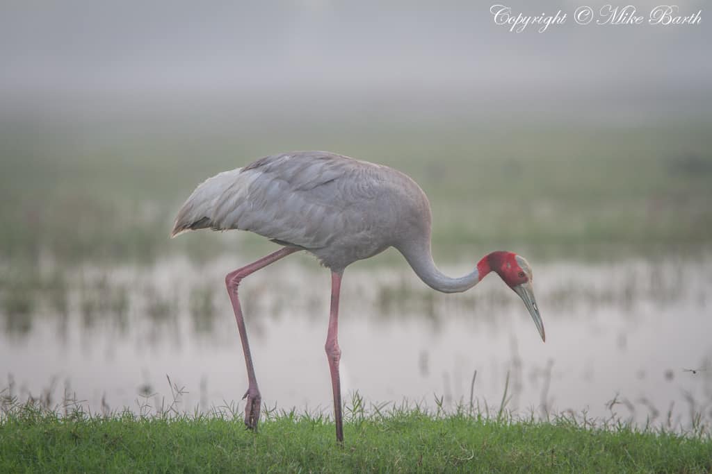 Sarus Crane Grus antigone