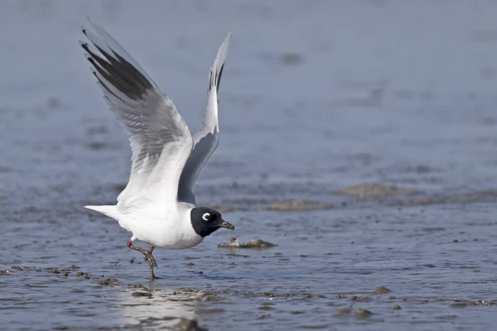 Saunders’s Gull Chroicocephalus saundersi